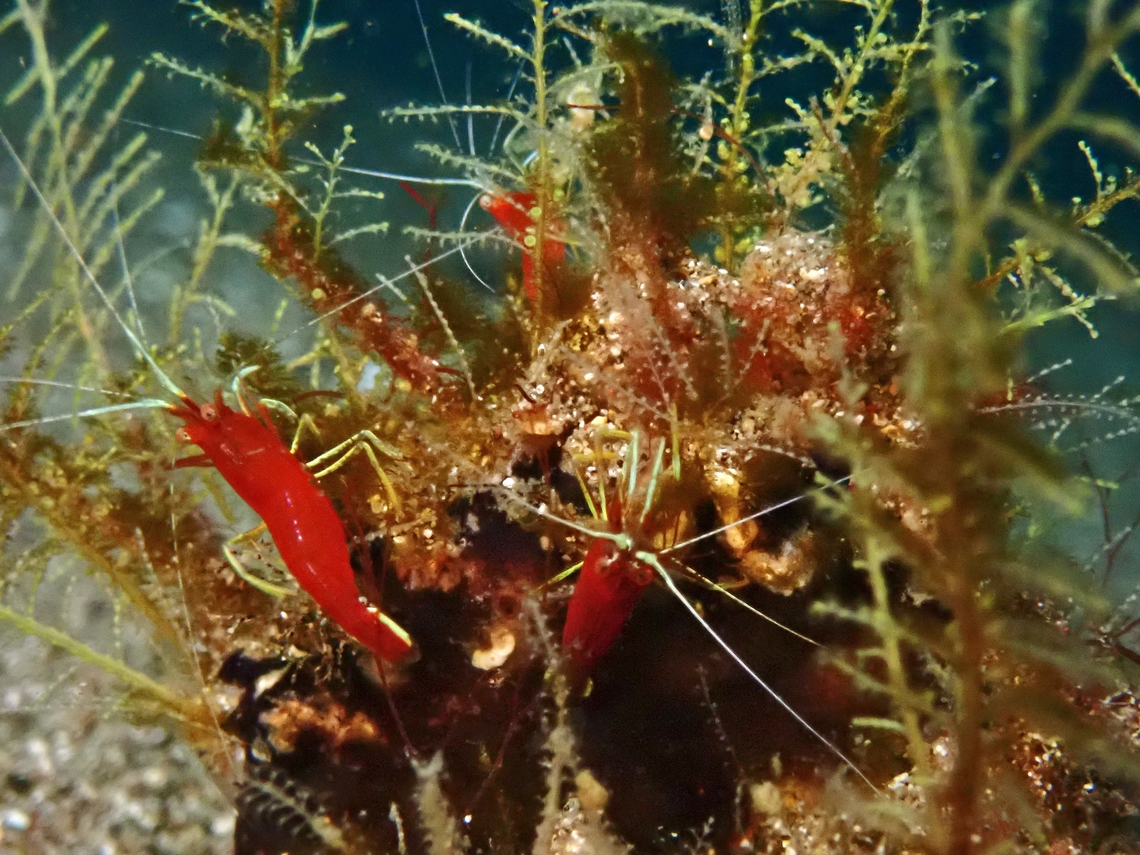 Cleaner Shrimps - Lysmatella prima  Anilao,Batangas,Cleaner Shrimp,Lysmatella prima,Philippines,Shrimp