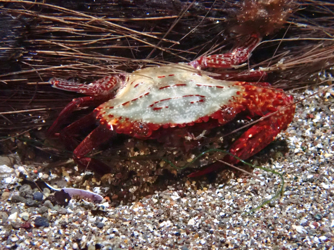 Ridged Swimming Crab - Charybdis natator  Anilao,Batangas,Charybdis natator,Crab,Philippines,Ridged Swimming Crab,Swimming Crab
