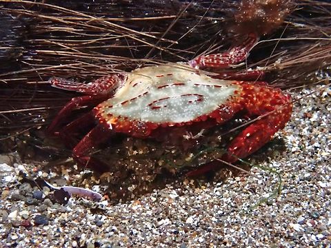 Ridged Swimming Crab - Charybdis natator Anilao,Batangas,Charybdis natator,Crab,Philippines,Ridged Swimming Crab,Swimming Crab