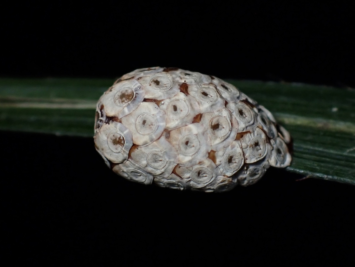 Ootheca Ootheca (eggs), presumably of Kalocorinnis pulchella.<br />
<br />
Kalocorinnis pulchella is a species of Phasmid/Stick Insect from Family Prisopodidae. Kalocorinnis pulchella,Malaysia,Penang,Phasmatodea,Phasmid,Phasmida,Stick Insect