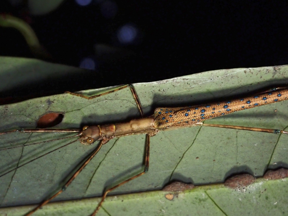 Blue Spotted Male Phasmid/Stick Insect of the species Calvisia sangarius.<br />
<br />
Calvisia sangarius is a species of Phasmid from the Family Lonchodidae. Calvisia sangarius,Malaysia,Phasmatodea,Phasmid,Phasmida,Puchong,Selangor,Stick Insect