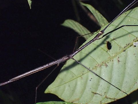 Phasmid/Stick Insect - Diardia signata Diardia signata is a species of Phasmid from Family Lonchodidae. Diardia signata,Malaysia,Phasmatodea,Phasmid,Phasmida,Sabah,Stick Insect