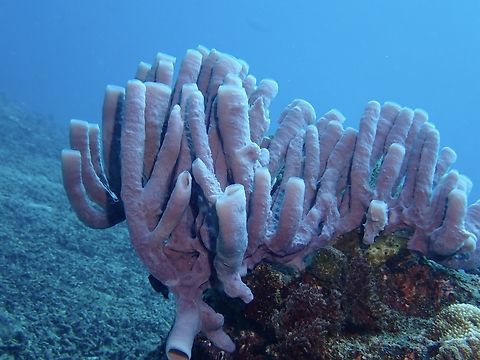 Large Tube Sponges - Haliclona fascigera  Bali,Haliclona fascigera,Indonesia,Large Tube Sponge,Sea Sponge
