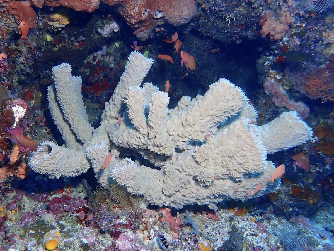 Tube Sponge - Callyspongia aerizusa  Callyspongia aerizusa,Malaysia,Sabah,Sea Sponge,Sipadan,Tube Sponge