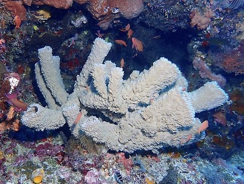 Tube Sponge - Callyspongia aerizusa  Callyspongia aerizusa,Malaysia,Sabah,Sea Sponge,Sipadan,Tube Sponge