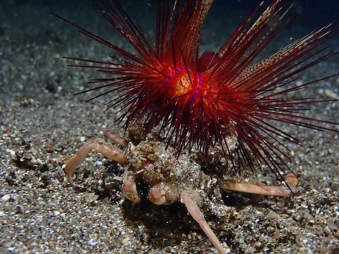Buddy for life? It seems natural that the size of sea urchin carried by the crab correspond with the size/life stage of the Crab, so the question is, does the crab seek back the same sea urchin after each moults? Anilao,Batangas,Crab,Dorippe frascone,Philippines,Sea Urchin Carrying Crab