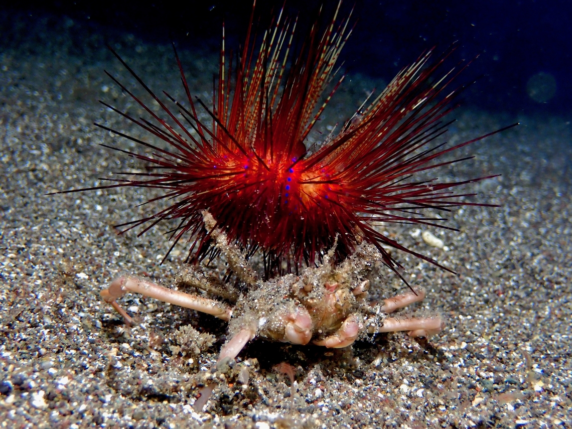 I ain't heavy, I'm your Protector! Blue Spotted Sea Urchin being carried by Sea Urchin Carrying Crab, provides protection to the Crab. Anilao,Astropyga radiata,Batangas,Blue Spotted Sea Urchin,Philippines,Sea Urchin