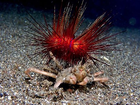 I ain't heavy, I'm your Protector! Blue Spotted Sea Urchin being carried by Sea Urchin Carrying Crab, provides protection to the Crab. Anilao,Astropyga radiata,Batangas,Blue Spotted Sea Urchin,Philippines,Sea Urchin