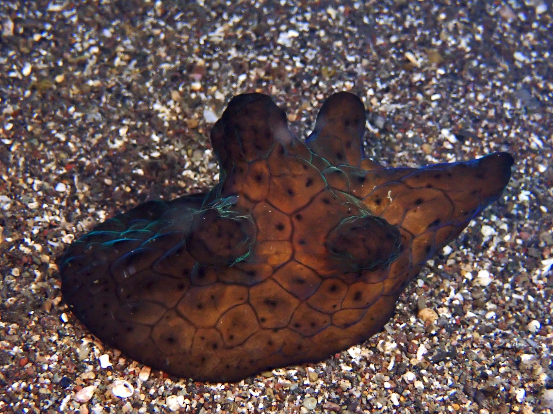 Velutin Snail - Coriocella nigra  Anilao,Batangas,Coriocella nigra,Philippines,Velutin Snail