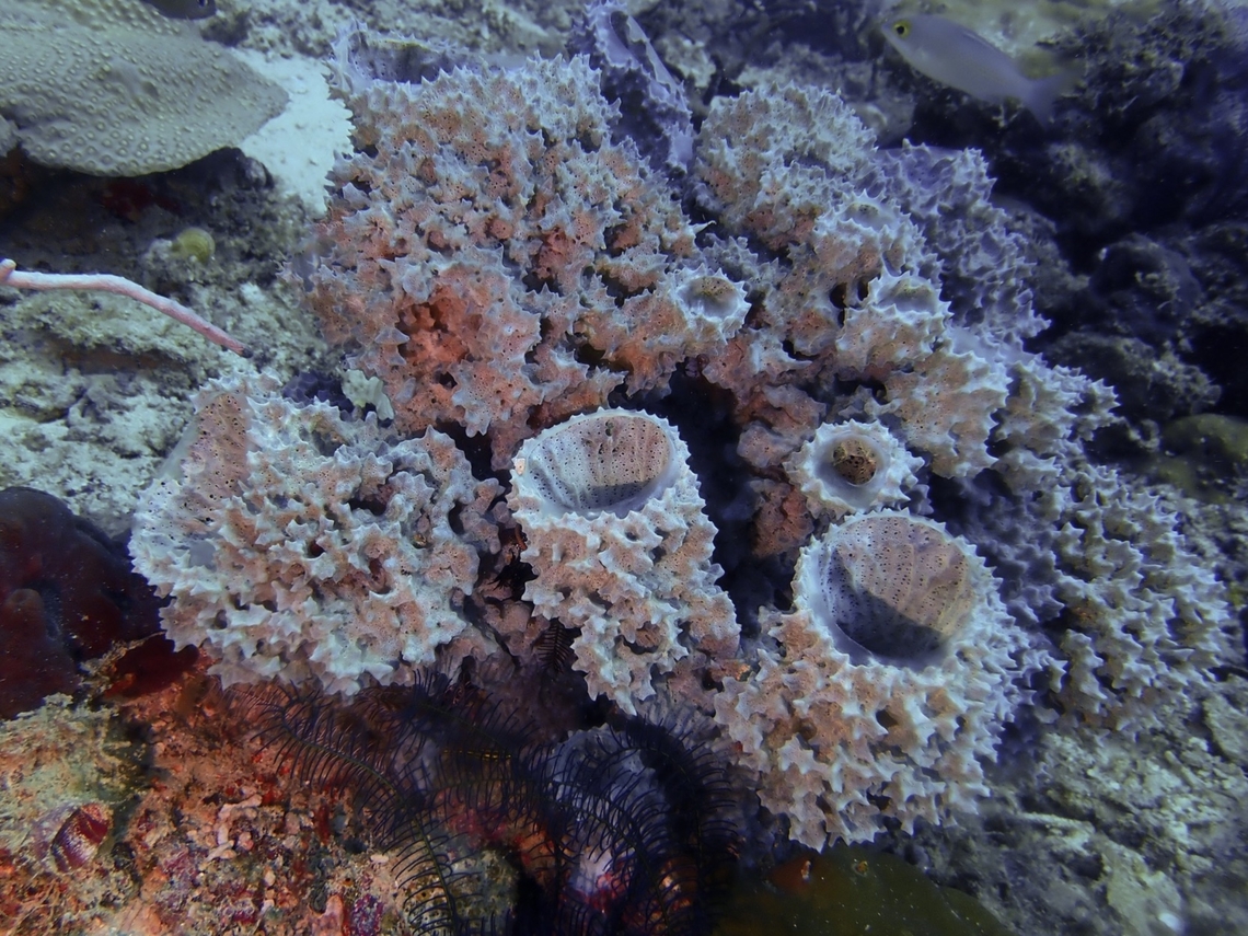 Sea Sponge - Mycale regularis Mycale regularis is a species of Sea Sponge from Family Mycalidae. Malaysia,Mycale regularis,Sabah,Sea Sponge,Sipadan
