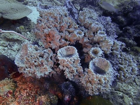 Sea Sponge - Mycale regularis Mycale regularis is a species of Sea Sponge from Family Mycalidae. Malaysia,Mycale regularis,Sabah,Sea Sponge,Sipadan