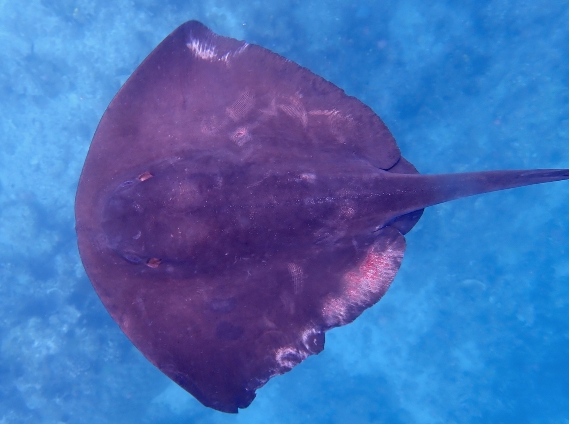 Pelagic Stingray - Pteroplatytrygon violacea Saw this Stingray swimming near the surface behind boat during surface interval, went into water to check it out to find it was caught with a fish hook and long fishing line and the line was tangled to the Boat. Fish hook was removed from the Stingray but it continued to swim around the boat for a few minutes.<br />
<br />
Had originally thought the scars/injuries on the Stingray was due to scraping with the Boat, turned out it was mating scars! :D Anilao,Batangas,Fish,Pelagic stingray,Pteroplatytrygon violacea,Stingray