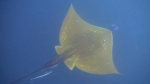 Smalleye Stingray - Dasyatis microps Saw this Stingray during safety stop, it was hanging out with us for nearly 10 minutes near the surface. Cebu,Fish,Malapascua,Megatrygon microps,Monad,Philippines,Smalleye Stingray,Stingray