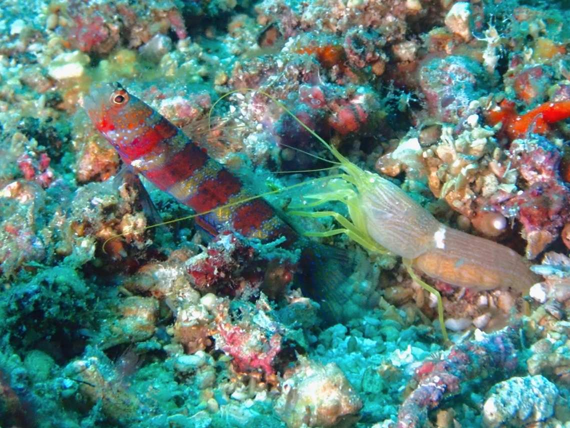 Blind Faith! This Snapping Shrimp and the Goby has a symbiosis relationship with the Snapping Shrimp building and maintaining a burrow while the Goby uses the burrow the Shrimps build as their home.  <br />
<br />
The Gobies usually stands guard at the entrance of the burrow and feeds on passing 'food' when currents comes in while at the same time, signalling to the Shrimp with it's tail whether it is 'safe' for the Shrimp to come out of the burrow when it is maintaining the burrow by removing sands.  The Shrimps are blind and uses their antennae to communicate with the Gobies to get 'safe clearance' to approach the entrance of the burrow each time they removes debris/sands. Alpheus ochrostriatus,Anilao,Batangas,Fine-Striped Snapping Shrimp,Philippines,Shrimp,Snapping Shrimp