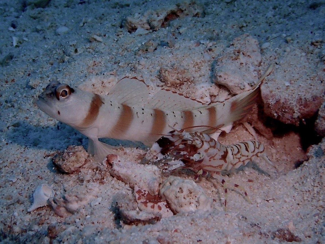 Partners for life Tiger Snapping Shrimp - Alpheus bellulus with it's partner Goby.<br />
Usually each burrow is shared by a pair of Gobies and a pair of Snapping Shrimps. Alpheus bellulus,Cebu,Gato Island,Malapascua,Philippines,Shrimp,Snapping Shrimp,Tiger Snapping Shrimp