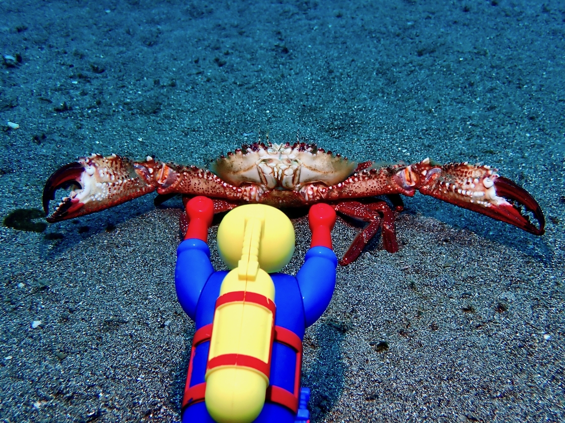 Hug or Fight? Swimming Crab - Charybdis granulata, in defensive posture.<br />
<br />
Note : Crab was not &#039;hurt&#039; when taking this pic.  When first seen, the Crab was out in the open already, with it&#039;s claws fully opened, staying in the position for a few minutes before it swims away and dig into the sands. Anilao,Batangas,Charybdis granulata,Crab,Philippines,Swimming Crab