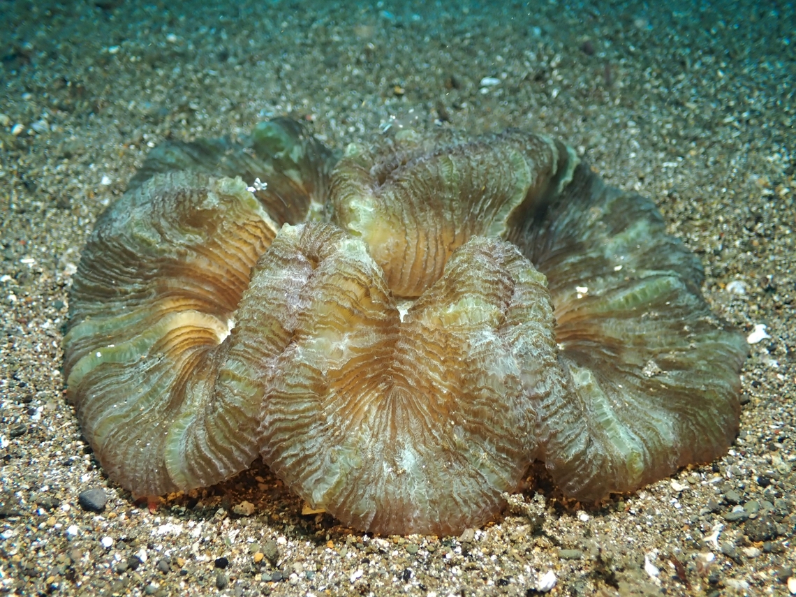 Banana? Yep, that&#039;s the common name of this Stony Corals. Anilao,Banana Coral,Batangas,Brain Coral,Corals,Philippines,Stony Corals,Trachyphyllia geoffroyi