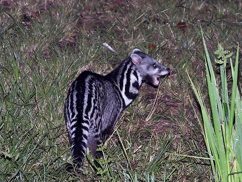 Malayan civet