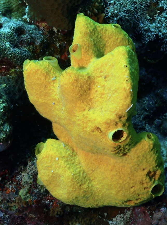 Sea Sponge - Stylissa massa  Cebu,Malapascua,Philippines,Sea Sponge,Stylissa massa