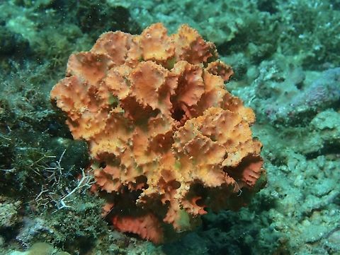 Sea Sponge - Stylissa carteri  Anilao,Batangas,Elephant Ear Sponge,Philippines,Sea Sponge,Stylissa carteri