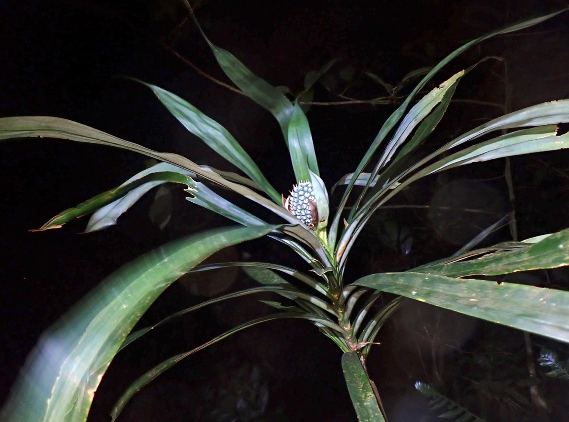 Screwpine - Benstonea parva  Benstonea parva,Malaysia,Pahang,Screwpine