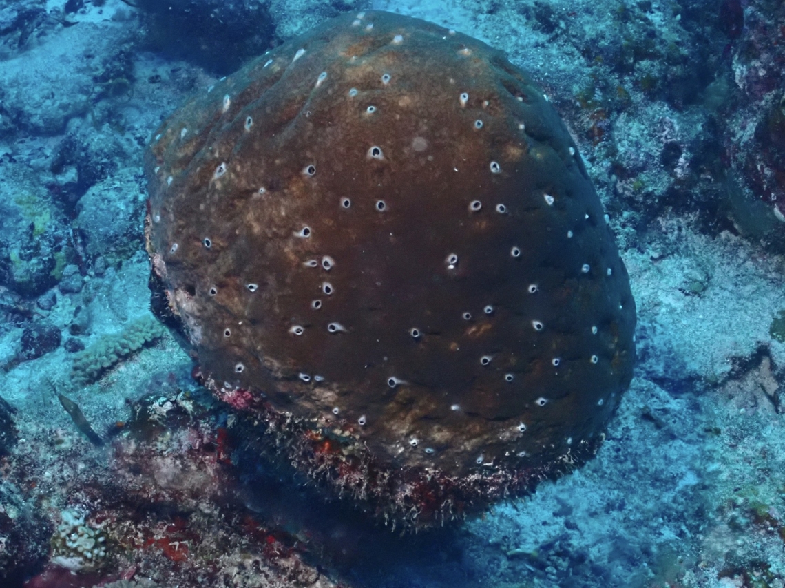 Boring! Boring Sea Sponge - Cliona orientalis Boring Sea Sponge,Boring Sponge,Cliona orientalis,Maldives