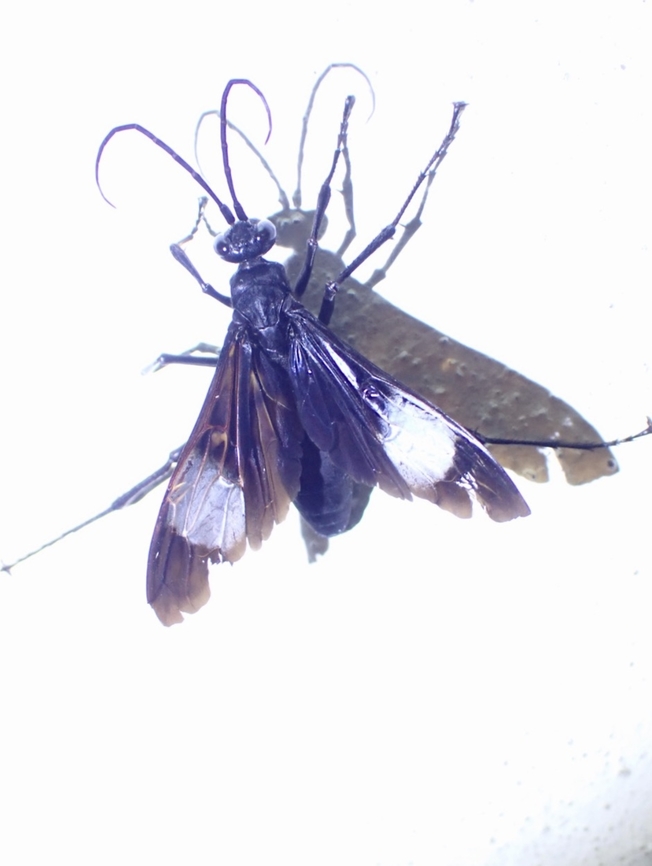 Tarantula-Hawk Wasp - Hemipepsis speculifer This Wasps specifically targets Tarantulas, stings to paralyse it, then carries the Tarantula back to her nest to lay her eggs.  Once her eggs hatches, her babies will feeds on the still alive Tarantula! Hemipepsis speculifer,Malaysia,Penang,Tarantula-Hawk Wasp,Wasp