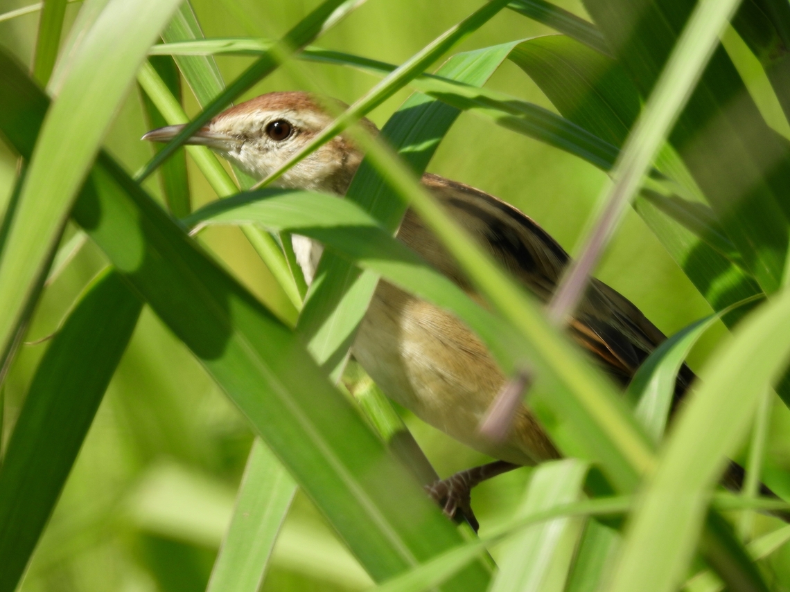 Through the grasses! Striated Grassbird - Megalurus palustris           Bird,Grassbird,Malaysia,Megalurus palustris,Sabah,Striated Grassbird