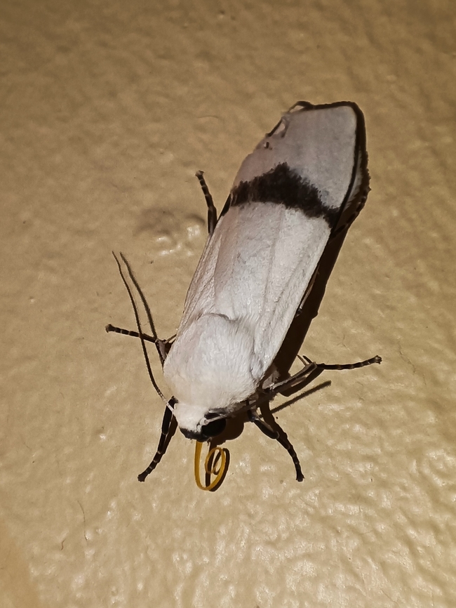 Lichen Moth - Vamuna alboluteola  Lichen Moth,Malaysia,Moth,Sabah,Vamuna alboluteola