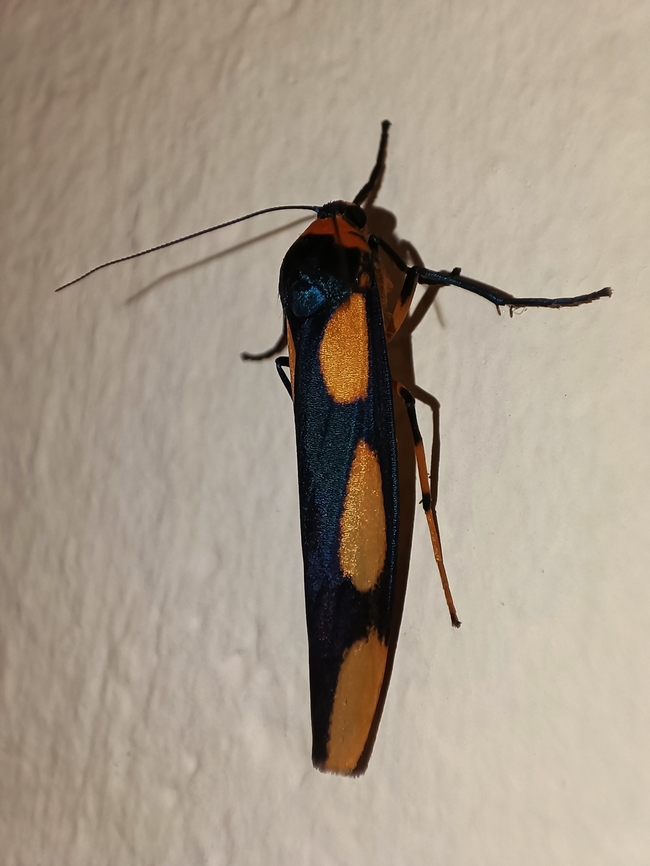 Lichen Moth - Monosyntaxis trimaculata  Lichen Moth,Malaysia,Monosyntaxis trimaculata,Moth,Sabah