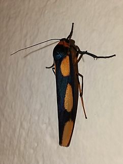 Lichen Moth - Monosyntaxis trimaculata  Lichen Moth,Malaysia,Monosyntaxis trimaculata,Moth,Sabah