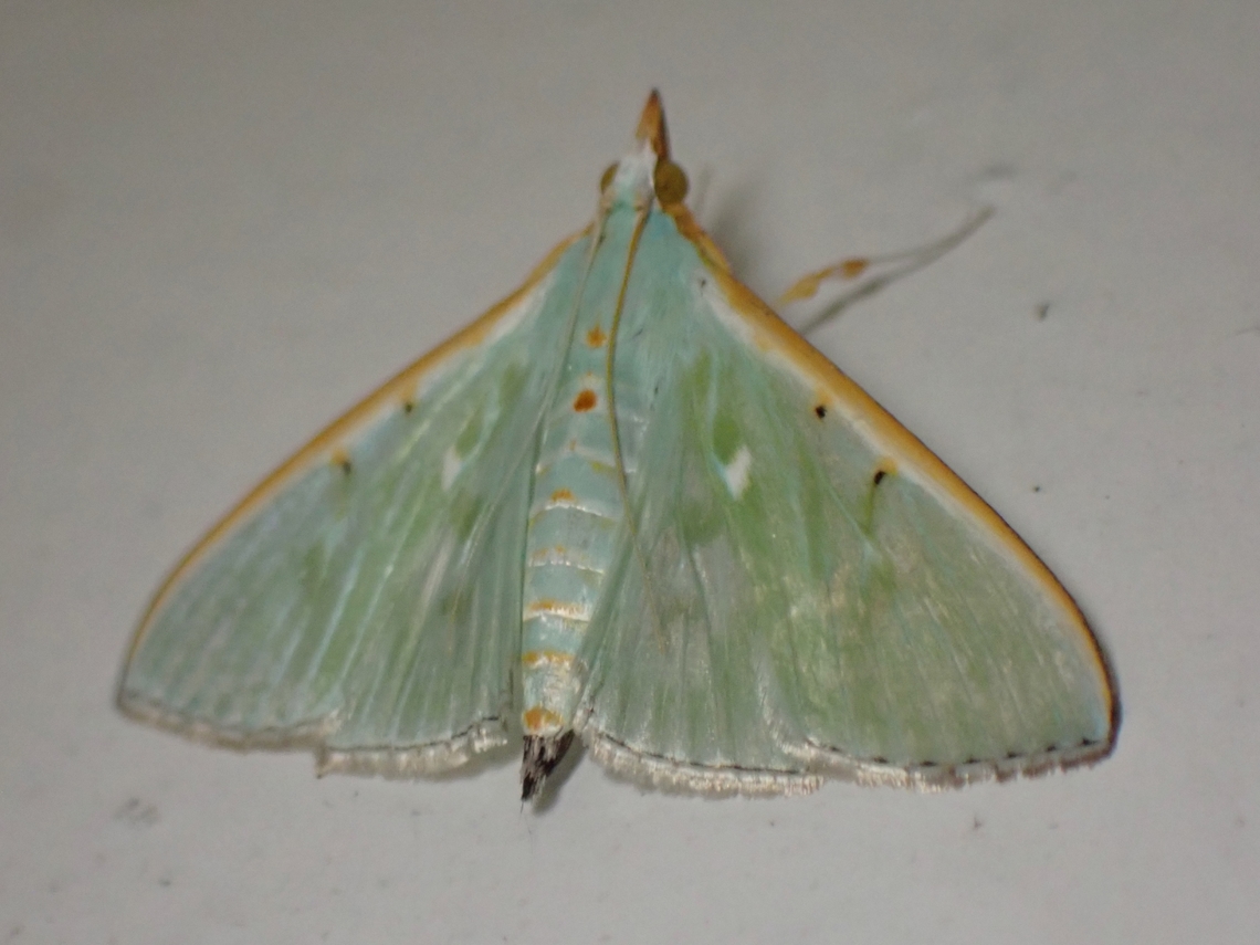 Pearl Moth - Arthroschista hilaralis  Arthroschista hilaralis,Malaysia,Moth,Pearl Moth,Sabah
