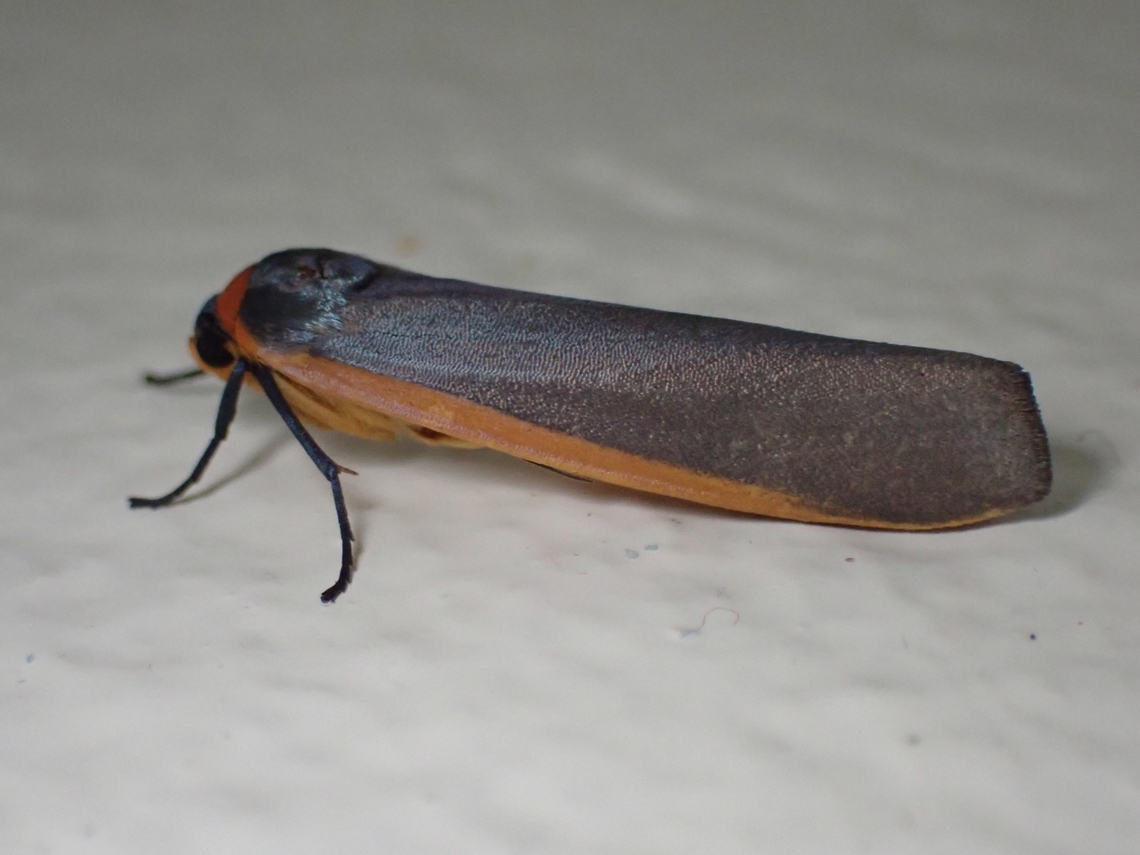 Lichen Moth - Hesudra mjobergi  Hesudra mjobergi,Lichen Moth,Malaysia,Moth,Sabah