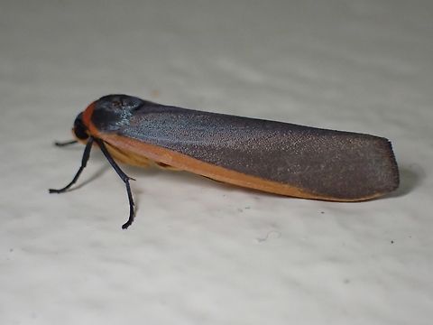 Lichen Moth - Hesudra mjobergi  Hesudra mjobergi,Lichen Moth,Malaysia,Moth,Sabah