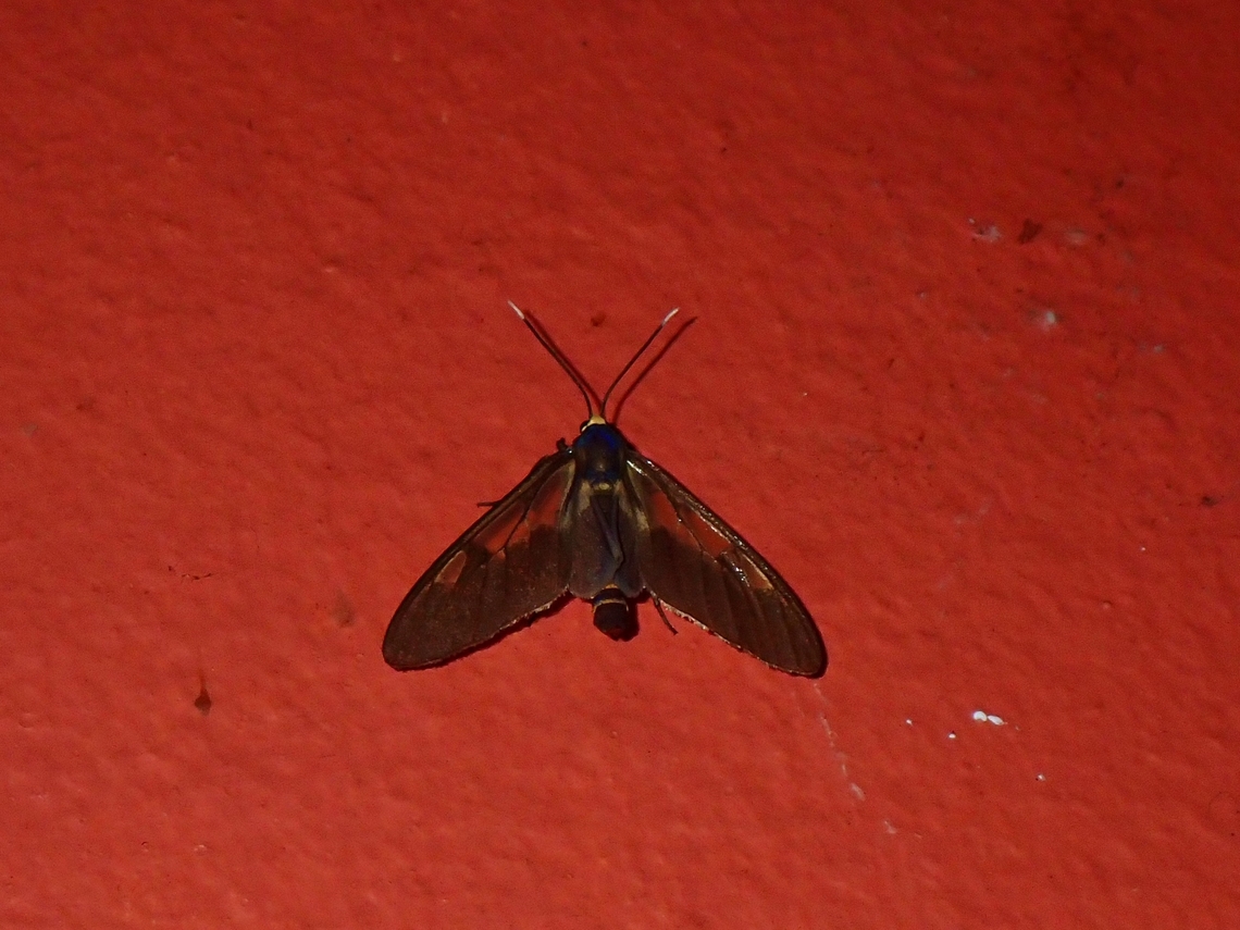 Moth - Amata trifascia This species was only described in 1976, likely endemic to the island of Borneo or even possibly Mount Kinabalu.<br />
<br />
At the time of photographing this Moth, I did not realised that this is not a commonly photographed species. Amata trifascia,Malaysia,Moth,Sabah