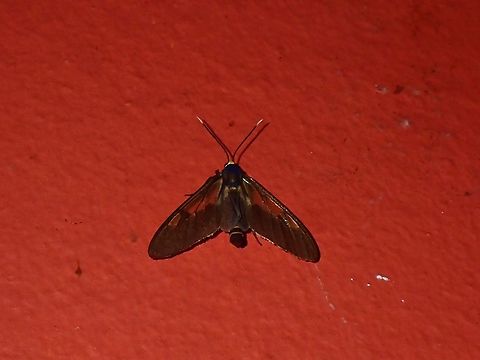 Moth - Amata trifascia This species was only described in 1976, likely endemic to the island of Borneo or even possibly Mount Kinabalu.

At the time of photographing this Moth, I did not realised that this is not a commonly photographed species. Amata trifascia,Malaysia,Moth,Sabah