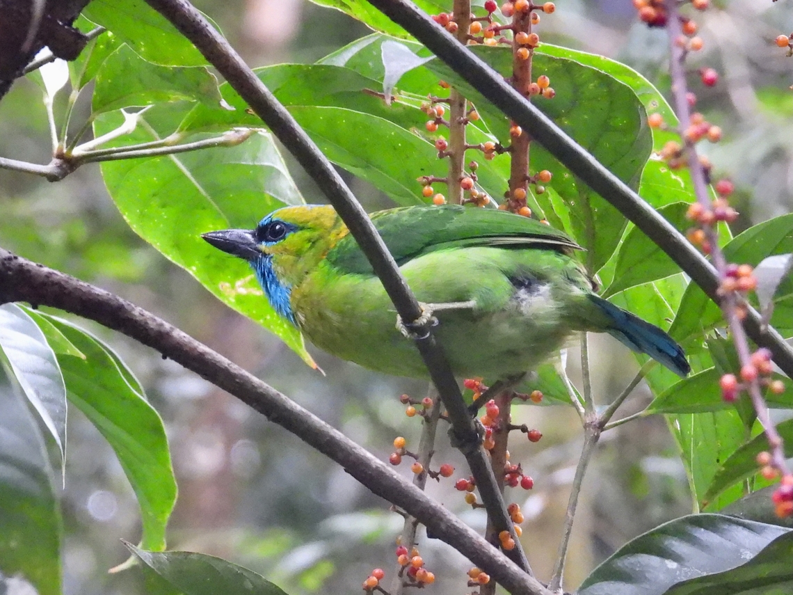 Golden-Naped Barbet - Psilopogon pulcherrimus            Barbet,Bird,Golden-Naped barbet,Malaysia,Psilopogon pulcherrimus,Sabah