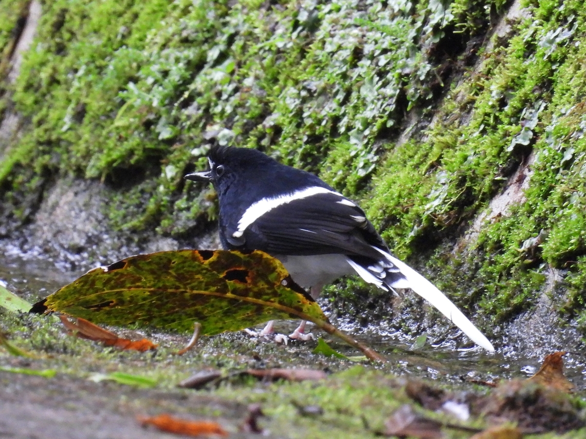 Black & White White-Crowned Forktail sub-species Enicurus leschenaulti borneensis is endemic to the island of Borneo.<br />
Usually a shy bird, this particular individual was not at all allowing the opportunity to photograph it at close range.<br />
They tends to favours rivers, waterfall and streams but this one was seen along drains on the road side. Bird,Enicurus leschenaulti,Forktail,Malaysia,Sabah,White-Crowned Forktail
