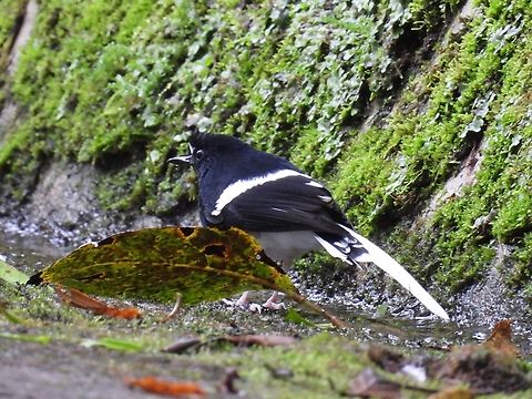 Black & White White-Crowned Forktail sub-species Enicurus leschenaulti borneensis is endemic to the island of Borneo.
Usually a shy bird, this particular individual was not at all allowing the opportunity to photograph it at close range.
They tends to favours rivers, waterfall and streams but this one was seen along drains on the road side. Bird,Enicurus leschenaulti,Forktail,Malaysia,Sabah,White-Crowned Forktail