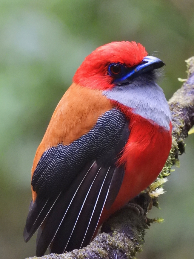 Cute? A highly sought after bird among serious birders that comes to Borneo. This one is a male.<br />
A photographer friend was at this same location a week before me and failed to see this bird for 3 days in a row, despite being guided by a very experience bird guide. Fortunately, he extended his stay to join me for a macro trip, but we also tried to do some birding during the day, and for 3 days in a row, we saw this bird including a female :D Bird,Harpactes whiteheadi,Malaysia,Sabah,Trogon,Whitehead's Trogon