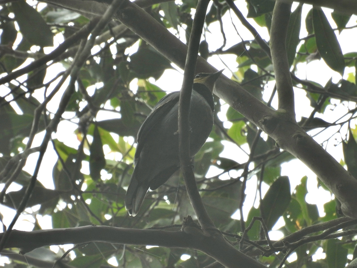 Fruithunter - Chlamydochaera jefferyi            Bird,Chlamydochaera jefferyi,Fruithunter,Malaysia,Sabah