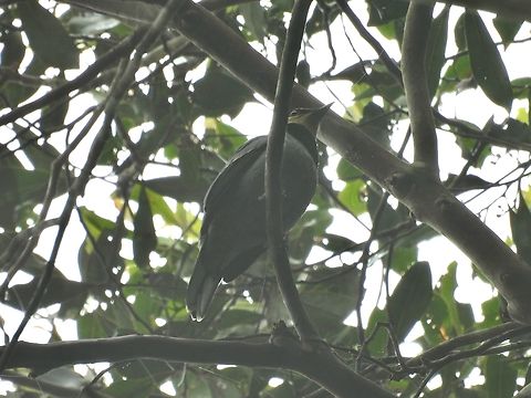 Fruithunter - Chlamydochaera jefferyi Bird,Chlamydochaera jefferyi,Fruithunter,Malaysia,Sabah
