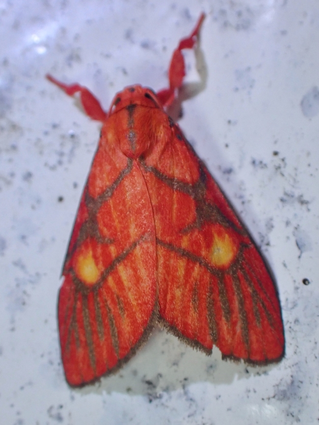 Lichen Moth - Sarbine flavodiscalis  Lichen Moth,Malaysia,Moth,Sabah,Sarbine flavodiscalis