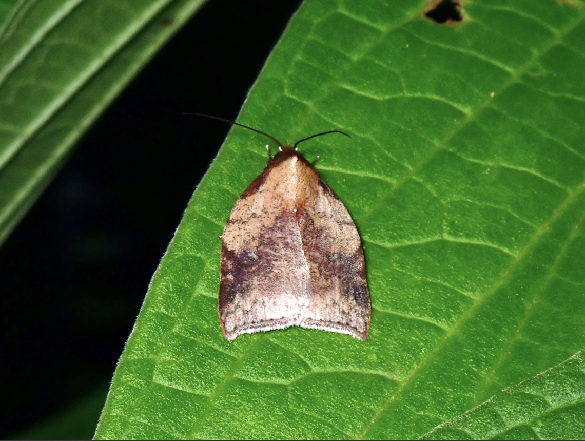 Tufted Moth - Beara tortriciformis  Beara tortriciformis,Malaysia,Moth,Pahang,Tufted Moth