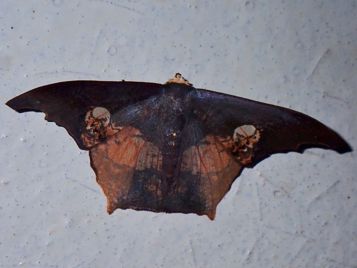Emerald Moth - Timandromorpha energes  Emerald Moth,Malaysia,Moth,Sabah,Timandromorpha energes