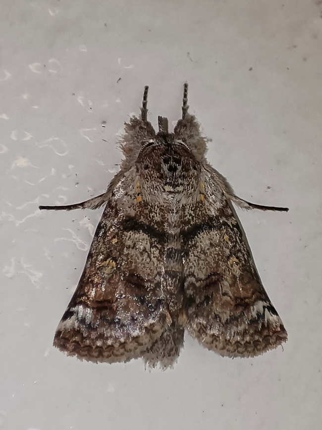 Tufted Moth - Macrobarasa xantholopha  Macrobarasa xantholopha,Malaysia,Moth,Sabah,Tufted Moth