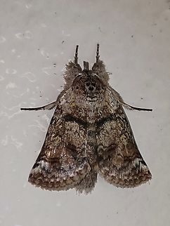 Macrobarasa xantholopha