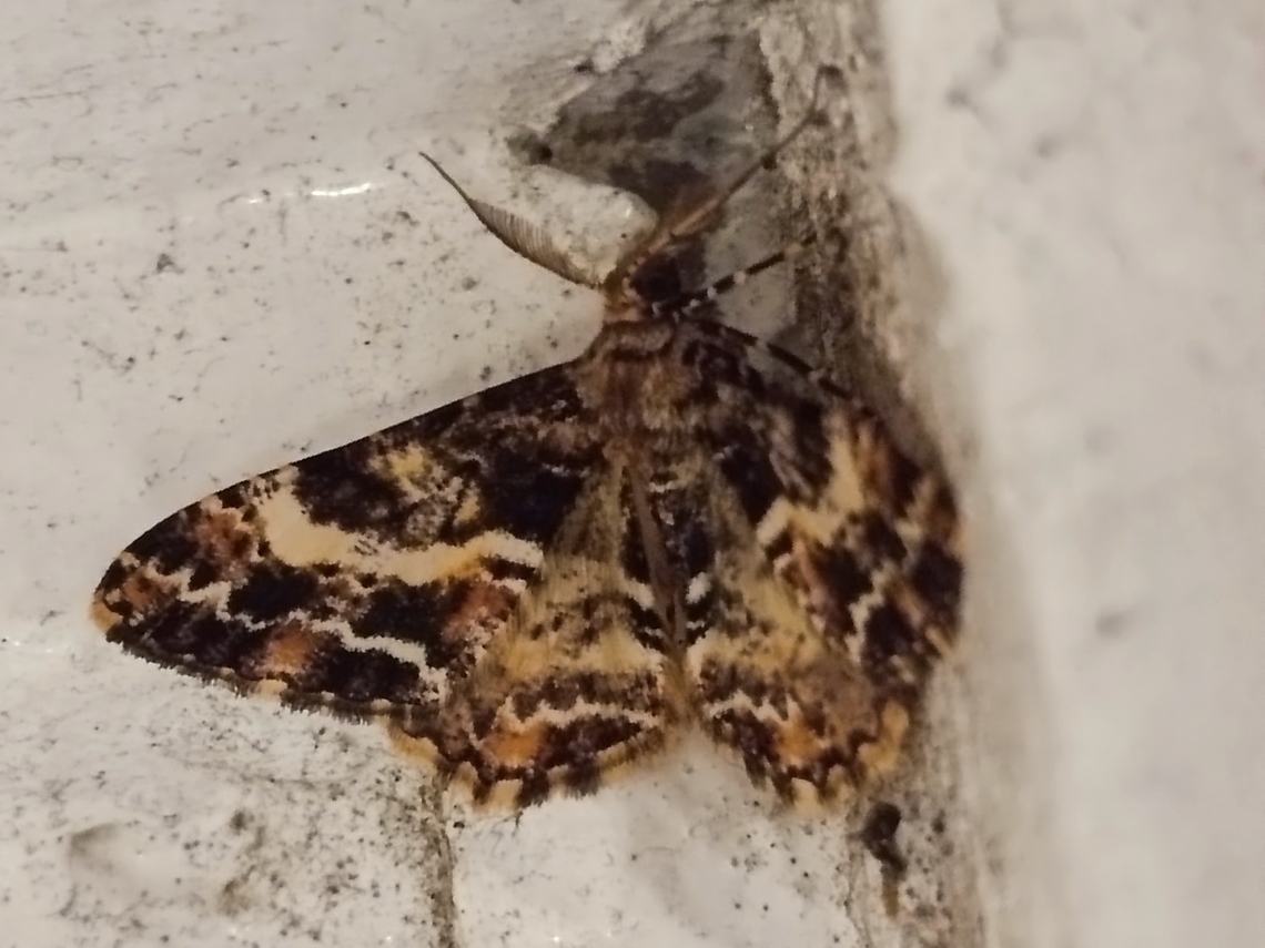 Geometrid Moth - Alcis praevariegata  Alcis praevariegata,Geometrid Moth,Malaysia,Moth,Sabah