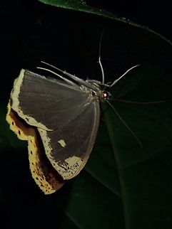 Geometrid Moth - Pareumelea hortensiata Pareumelea hortensiata is a species of Moth from Family Geometridae. Geometrid Moth,Moth,Palawan,Pareumelea hortensiata,Philippines