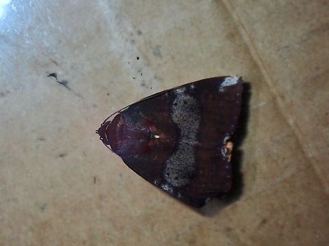 Tufted Moth - Xenochroa mediogrisea  Malaysia,Moth,Sabah,Tufted Moth,Xenochroa mediogrisea